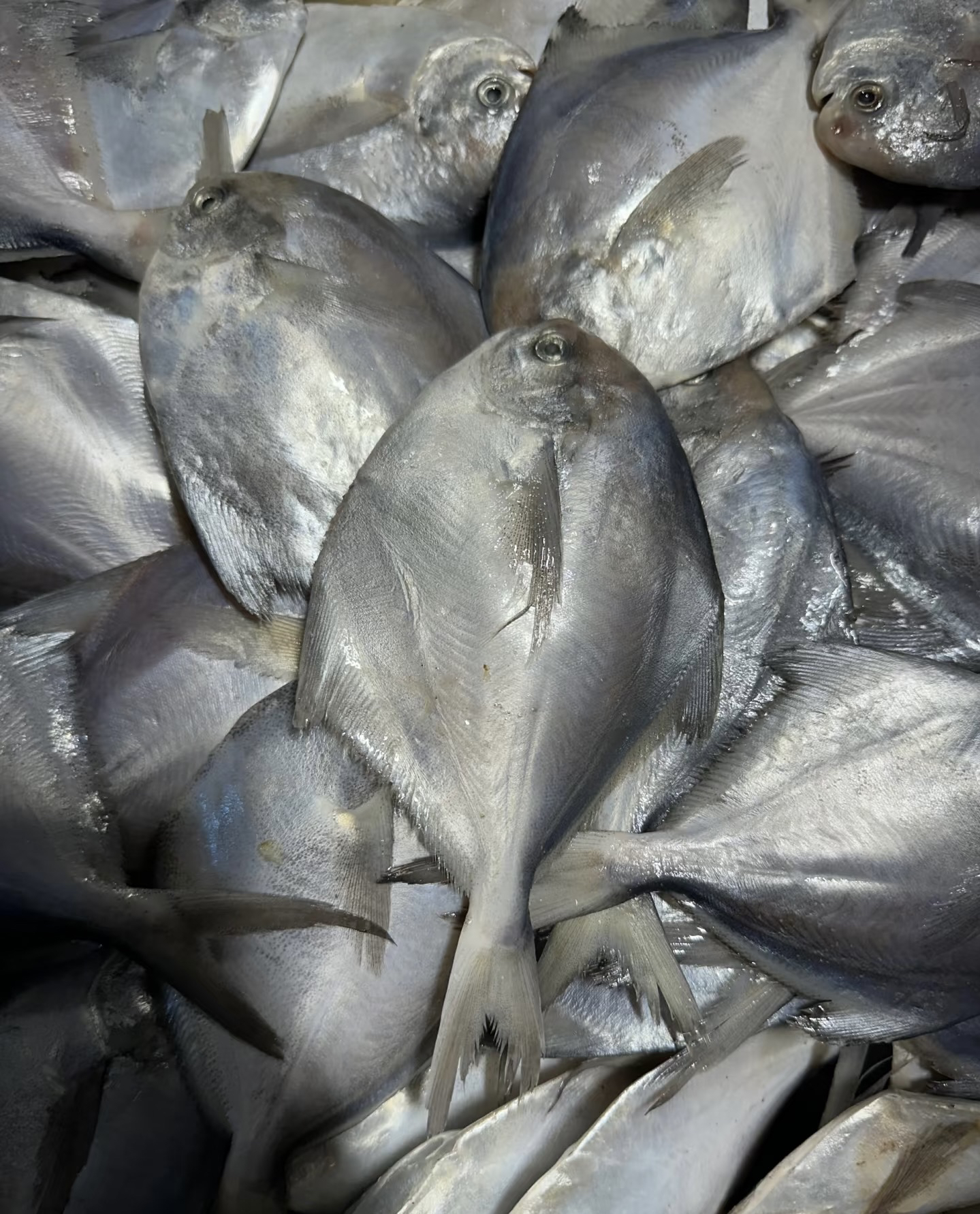 南黄海鲳鱼120g/条500g/份
