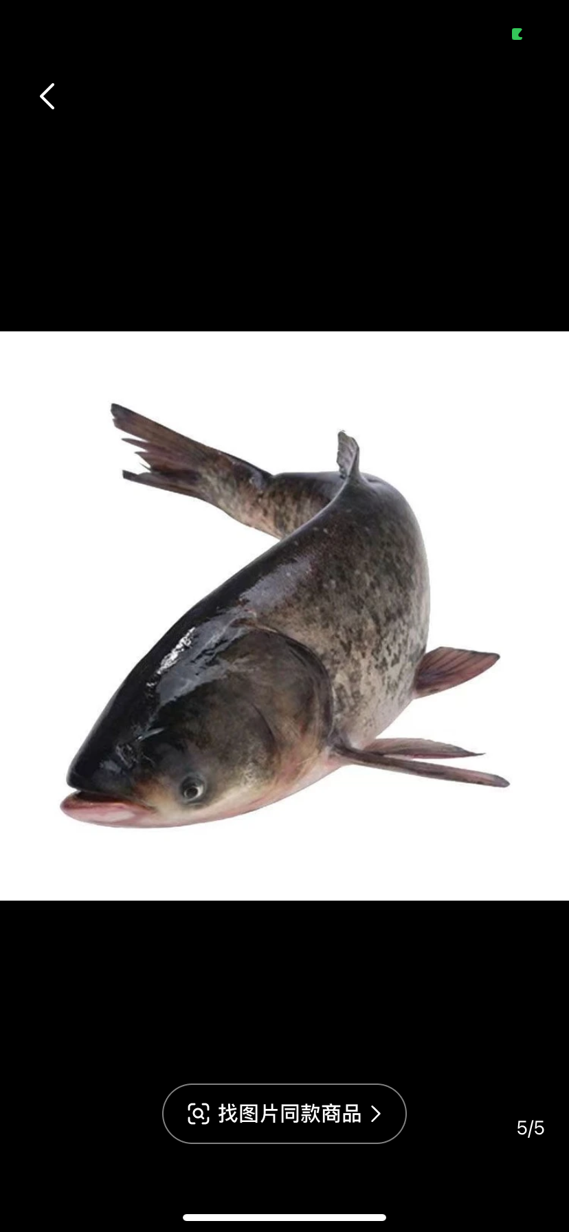 活体鱼四川花鲢鱼 淡水养殖 渔场直发