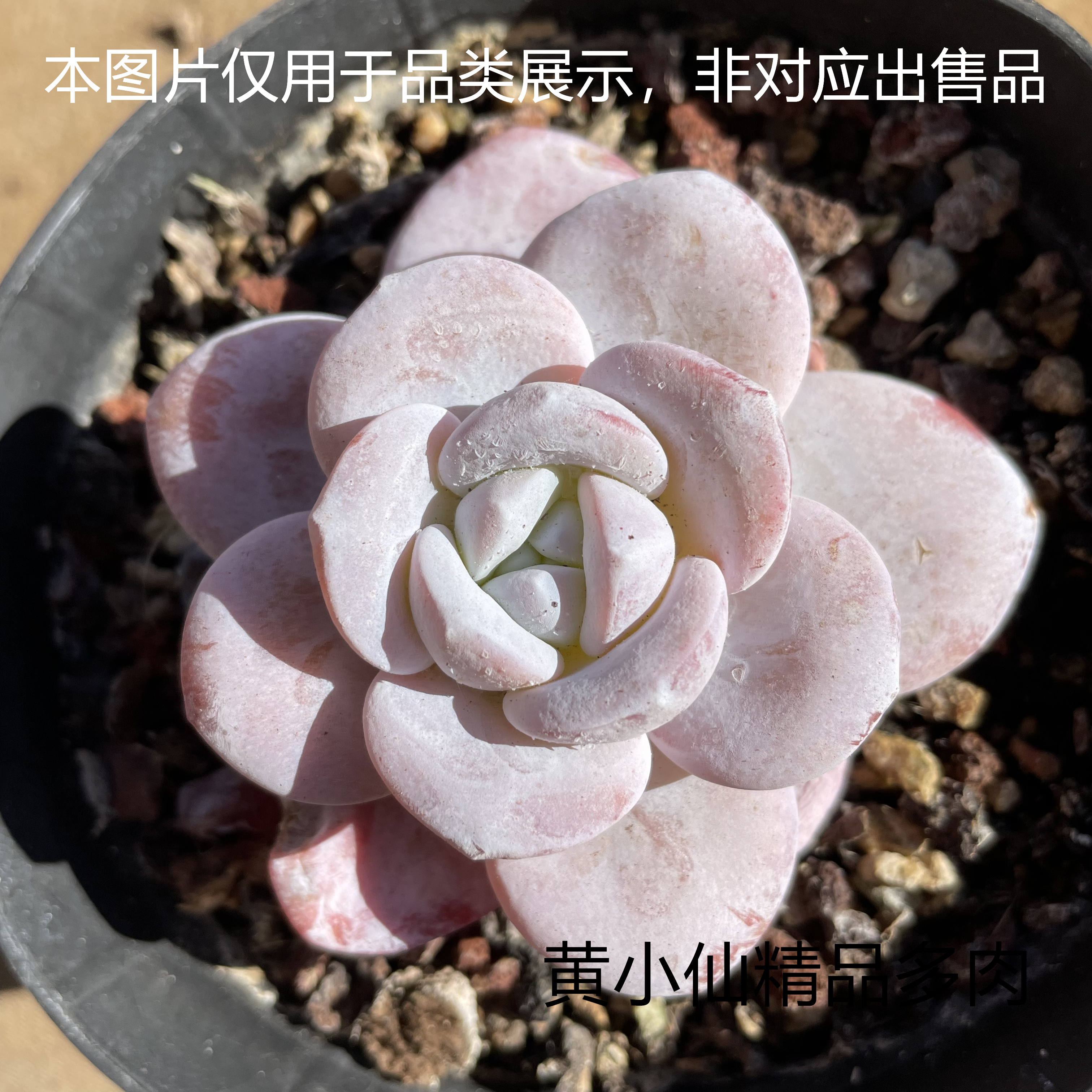 {黄小仙精品多肉}3号链接一物一拍