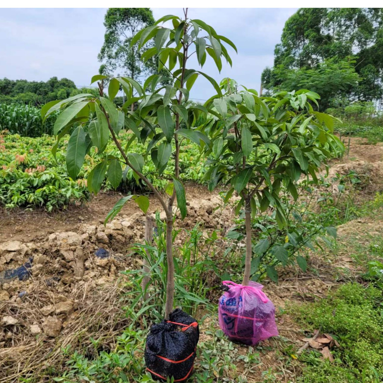 冰荔枝正品嫁接苗