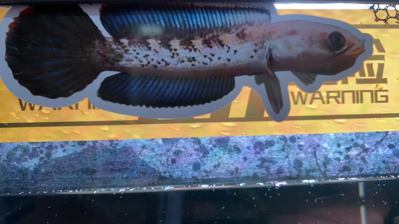 雷龙鱼训鱼卡片（长12.8厘米x高4.7厘米）