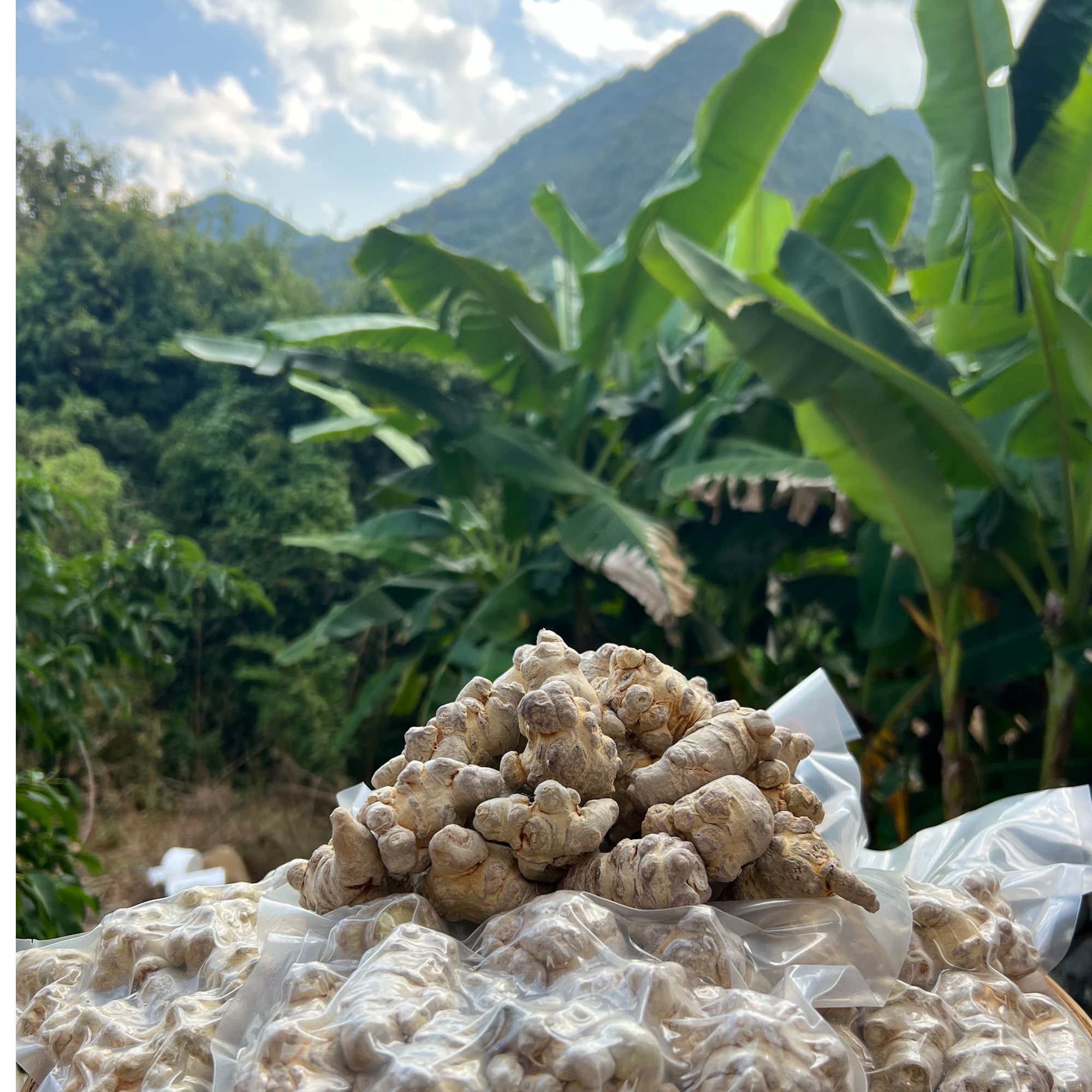 云南特产文山冻干三七产地直发正品保证