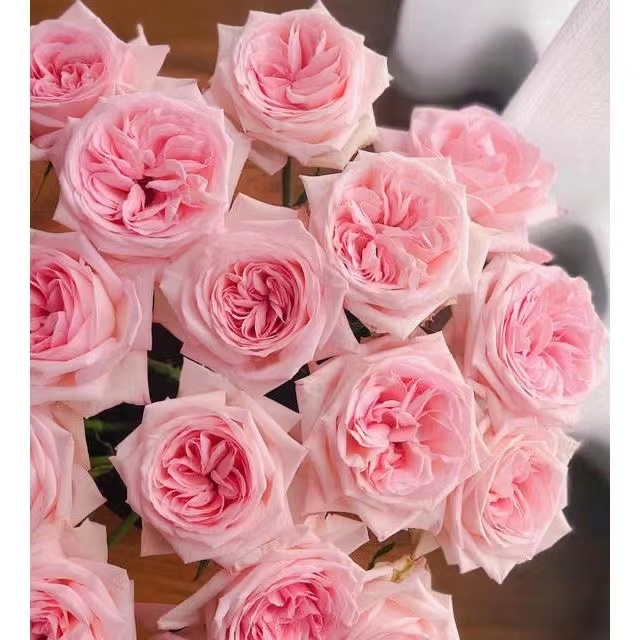 耐热勤花抗病灌木月季盆栽阳台今天庭院观赏植物月季花小酒窝花卉