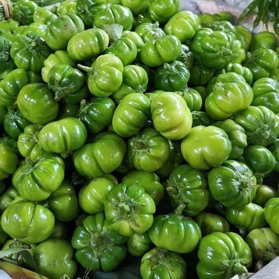 云南苦子果苦茄新鲜大苦子傣味苦子果现摘现发野生蔬菜1斤包邮