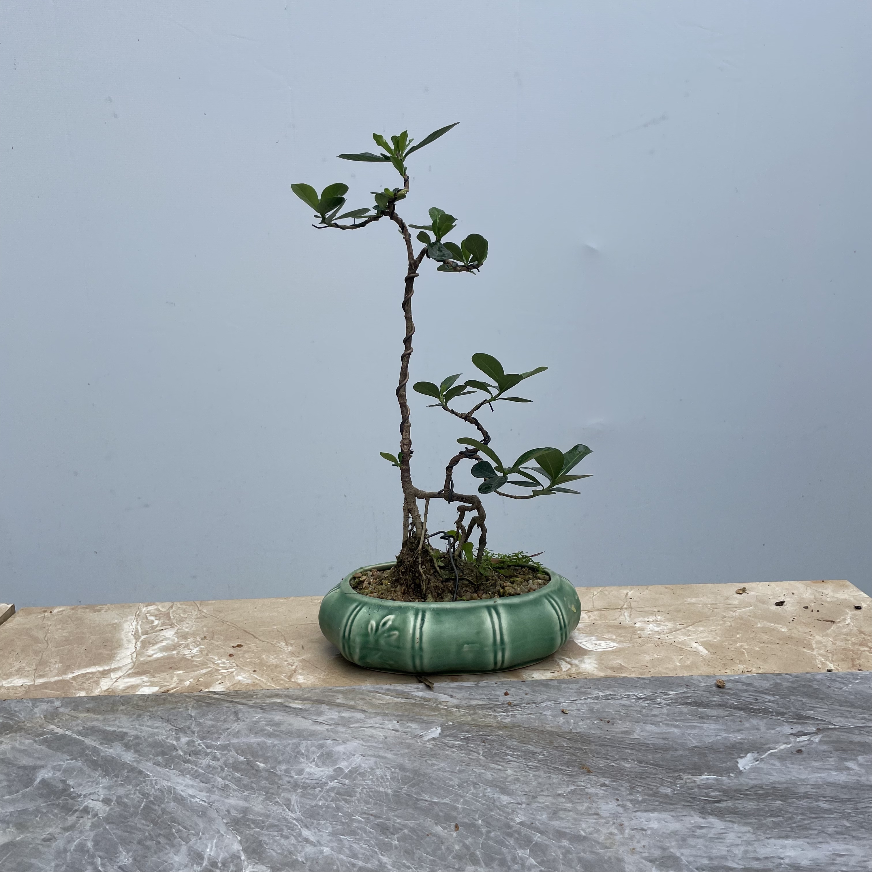 文人达魔栀子花  生动悠美