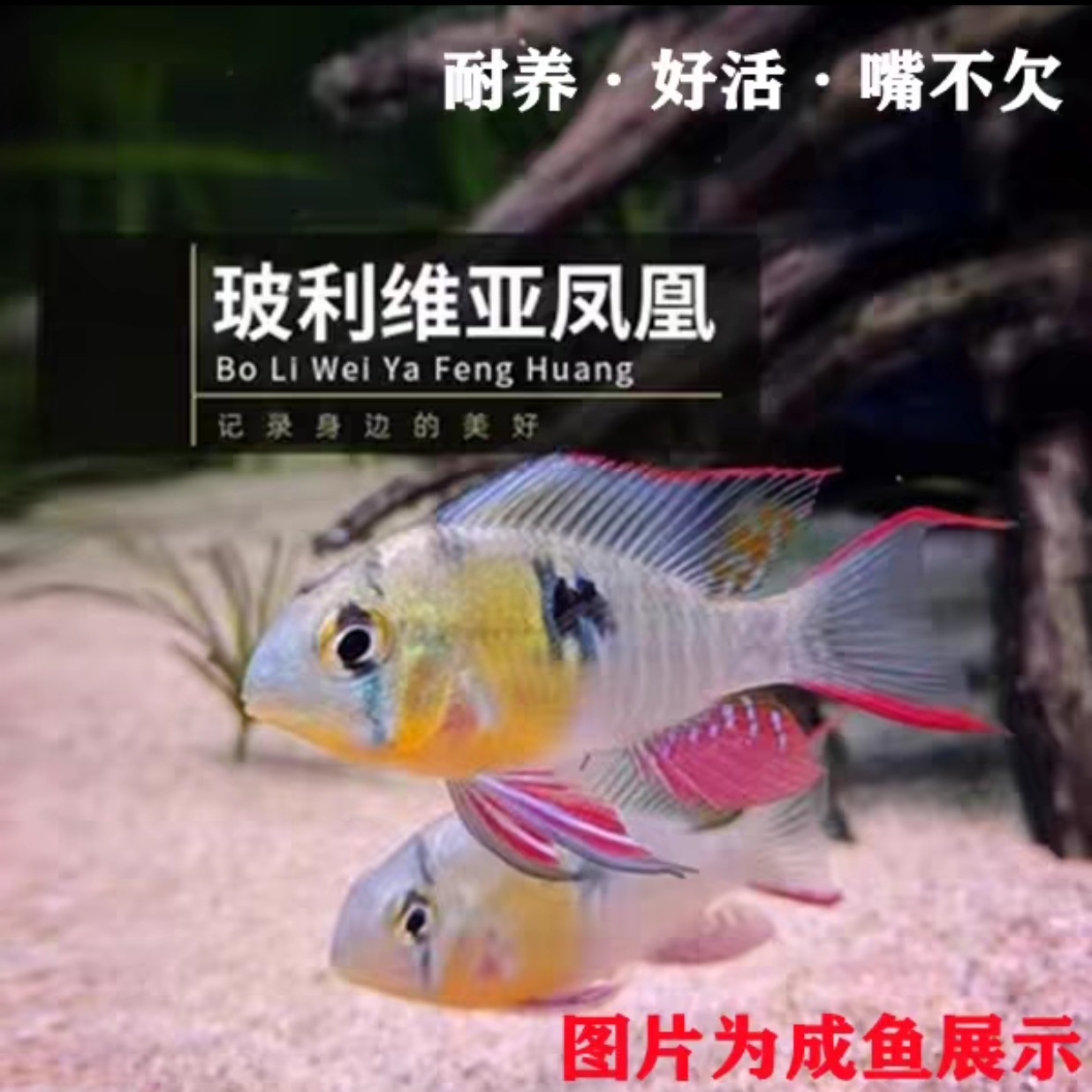 玻利维亚种鱼，可钻石鳑鲏冷水鱼观赏鱼钻石鳑鲏鱼繁殖