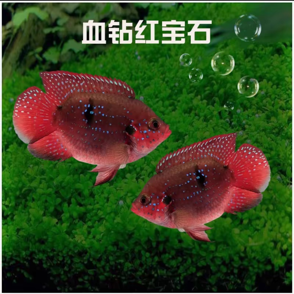 红宝石鱼短雕科新手鱼活体纯种进口饲养