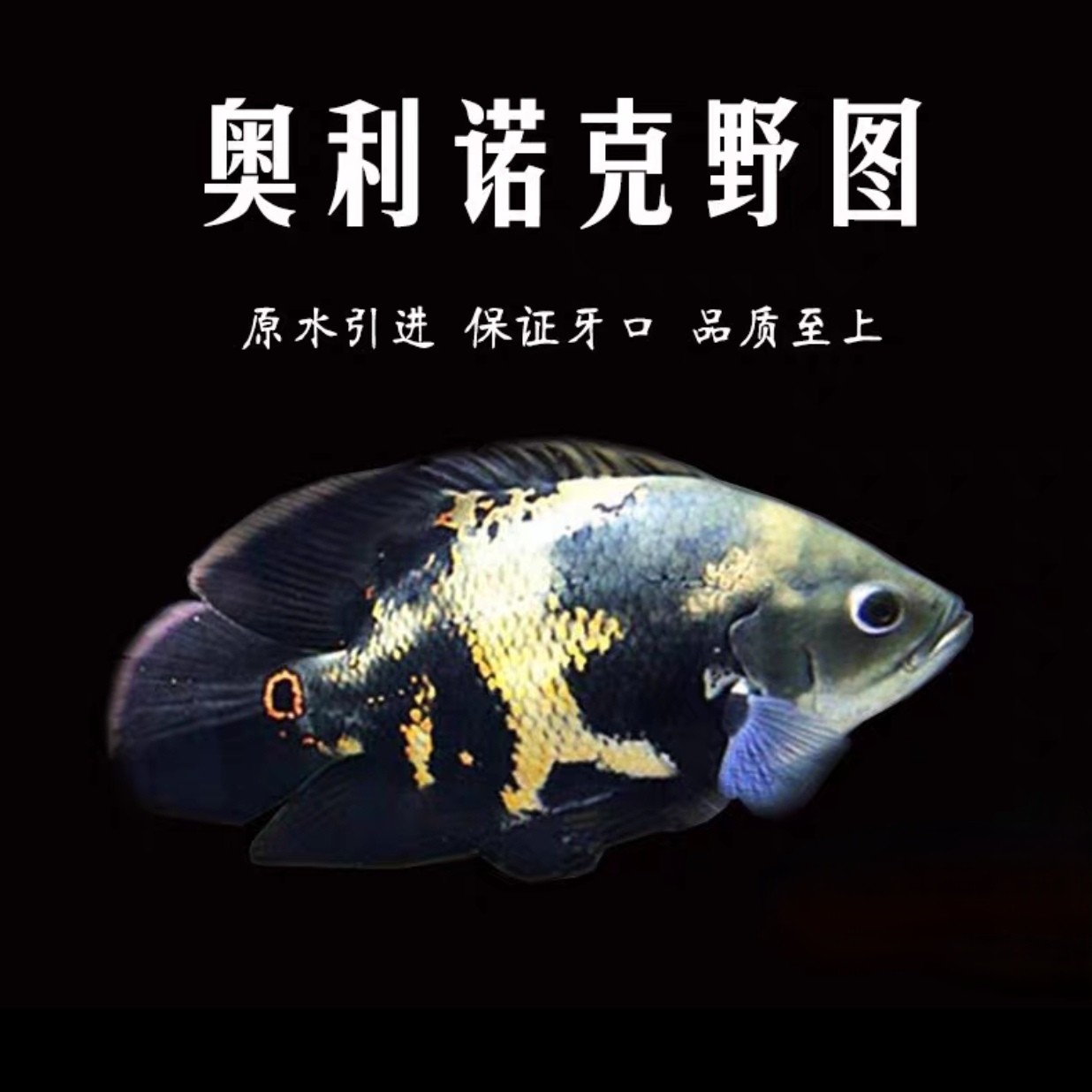 地图苗新手大型鱼观赏鱼热带鱼血麒麟红地图，黑地图