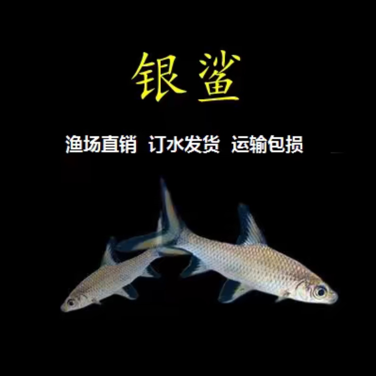 银鲨热带鱼观赏鱼吉罗鱼群游工具鱼可天使之翼吉罗鱼群游