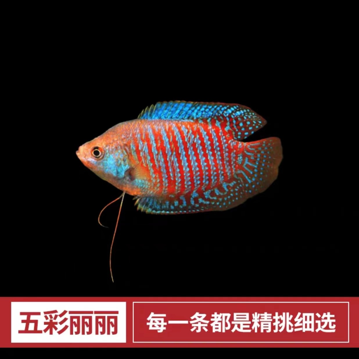 丽丽鱼五彩丽丽种鱼观赏鱼斑马包邮特价金波子蓝波子荷兰凤凰球