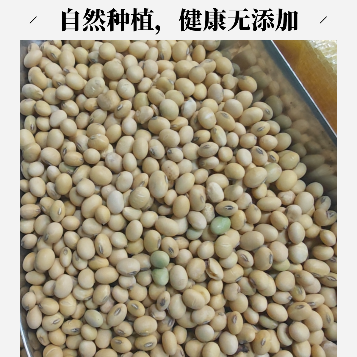 大豆黑豆糊糊木姜子黄豆公平农家自种非转基因豆当季新收农家豆