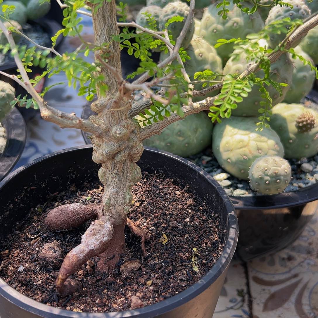 漆树 。