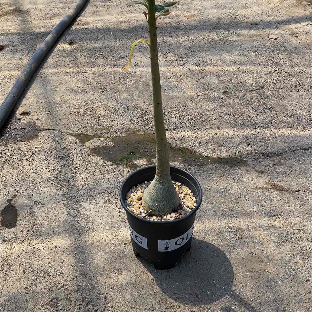 索科特拉 。
