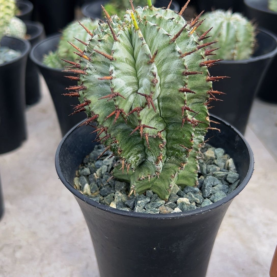 斑马白依 。