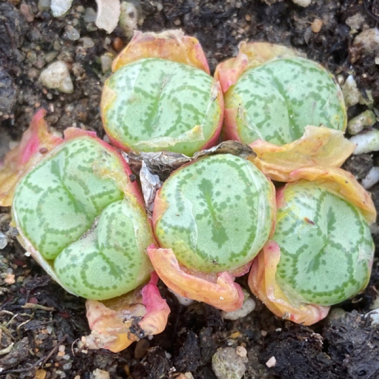 【一单包邮】悟空猴脸多肉植物肉锥正版专用链接包邮满4头起发
