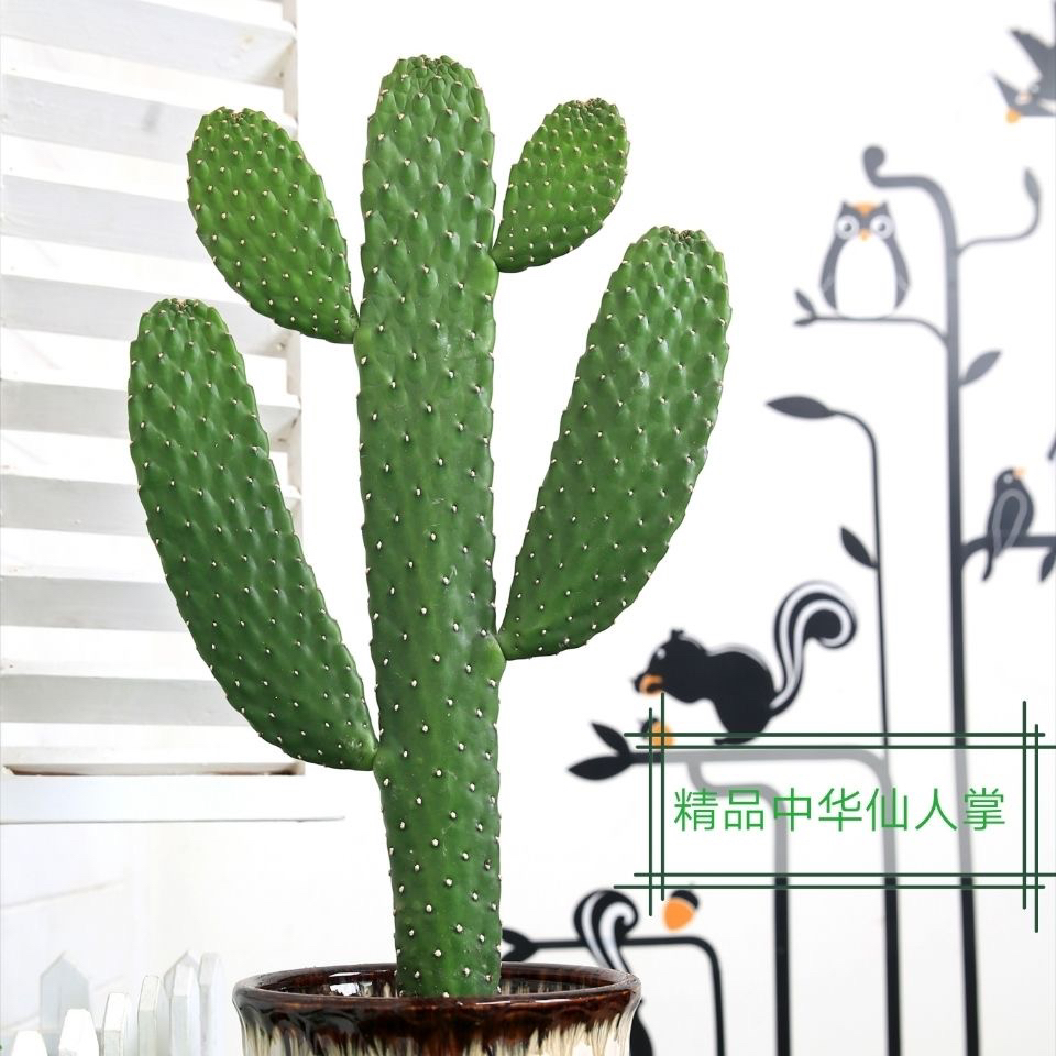 多肉植物无刺中华掌二侧芽脱土发货基地直发清仓