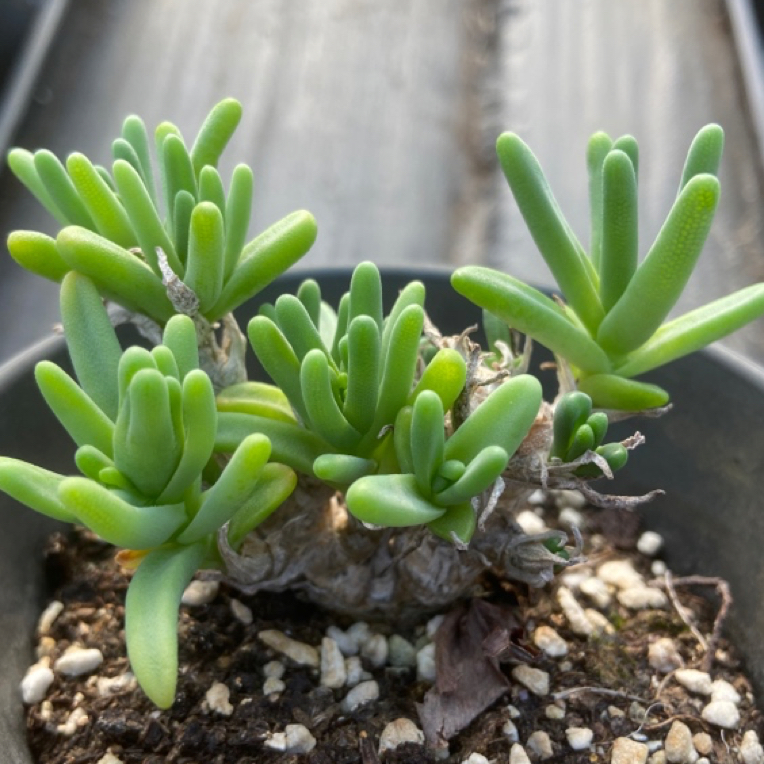 多肉植物枝干番杏绿花老桩基地直发清仓小盆栽花卉绿植包邮