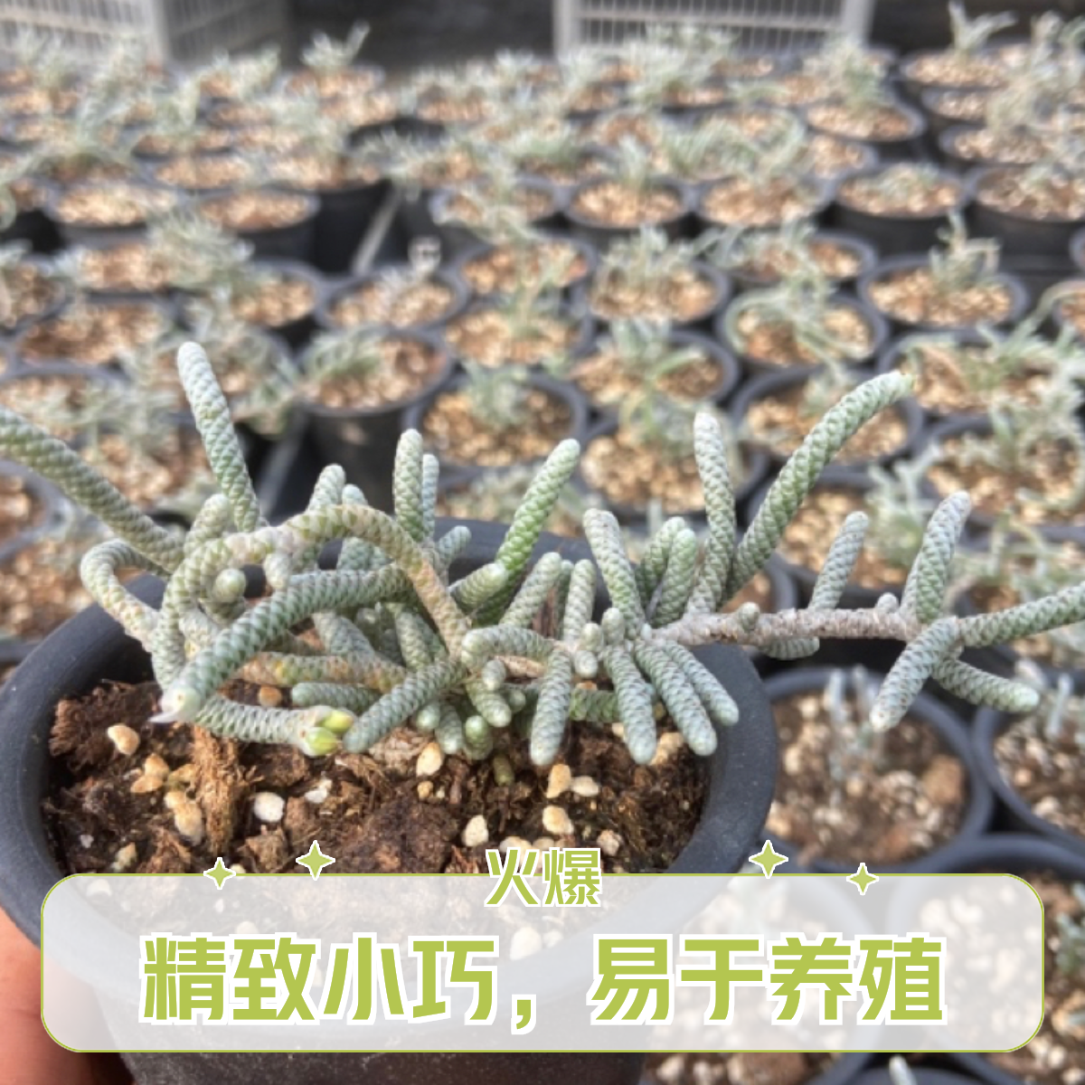 多肉植物银蚕老桩毛毛虫造型带盆发货女生喜爱庭院阳台稀有