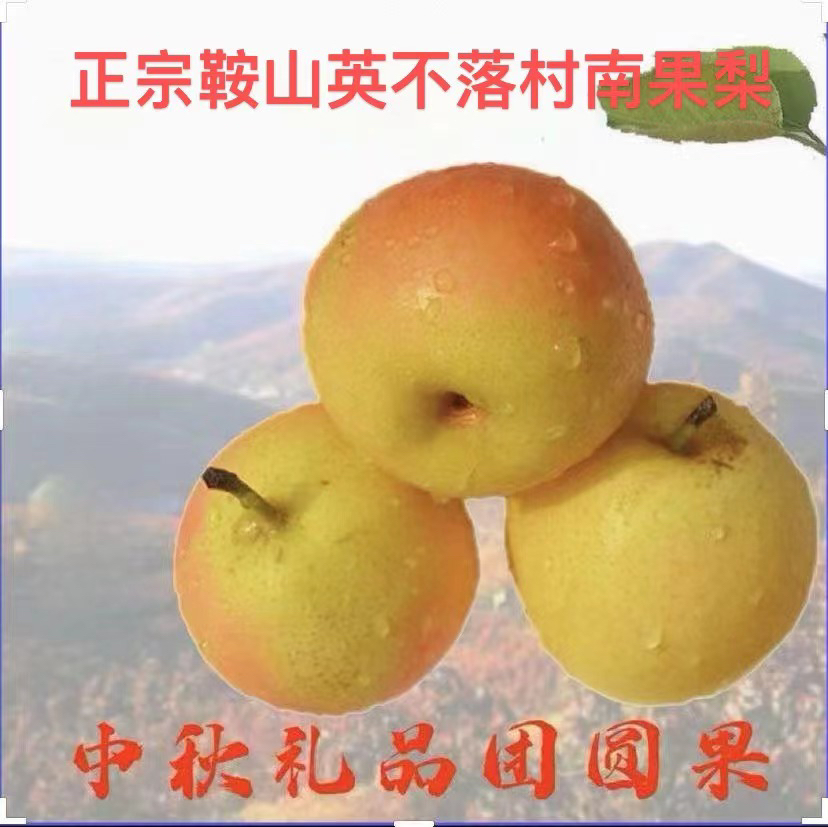 辽宁鞍山英不落南果梨阳面红果礼盒装带盒约4.5-5斤（青果发货)