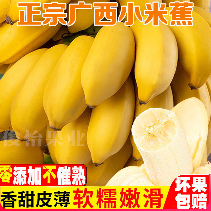 【关注立减十】广西农家小米蕉现摘现发不打催熟剂自然成熟1/5/10斤