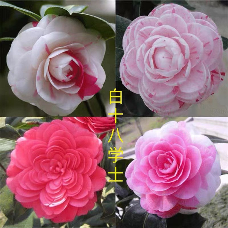 【十八学士】珍贵品种茶花带花苞包邮