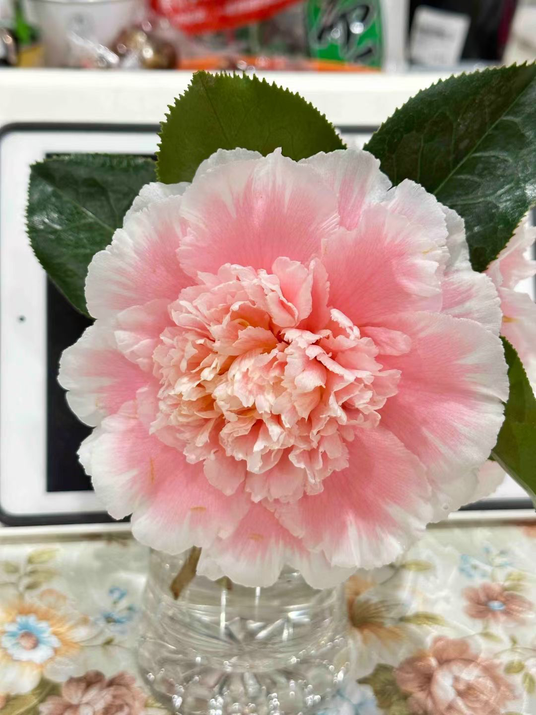 【赛牡丹茶花】正版美系名贵品种