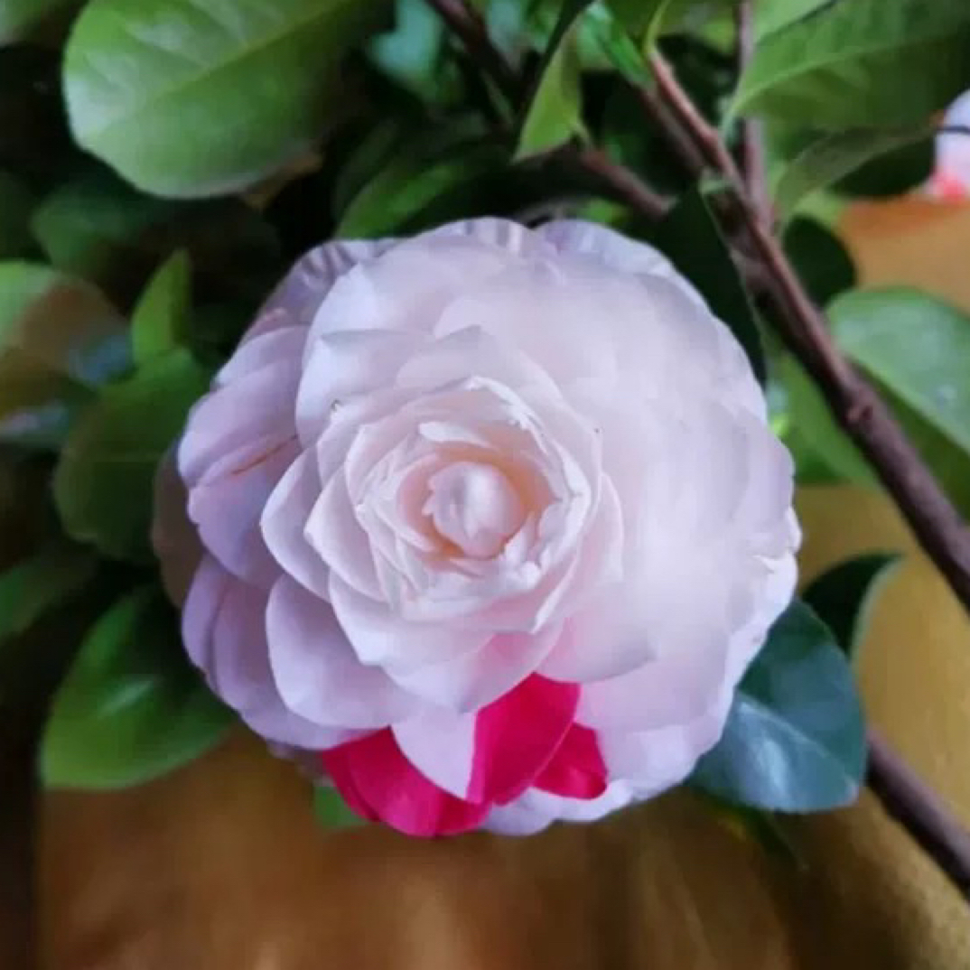 【魔术师】复色稀有品种嫁接老桩茶花