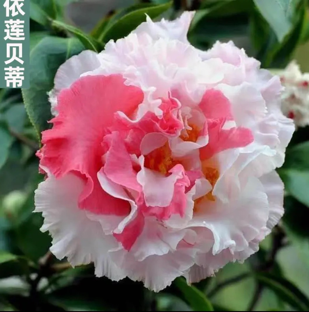 【依莲贝蒂】进口褶皱波浪边多色品种茶花