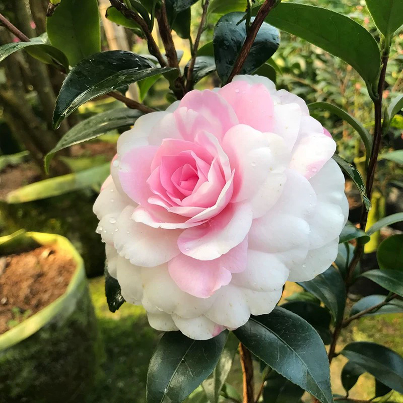 【斑水屋】稀有名贵茶花品种