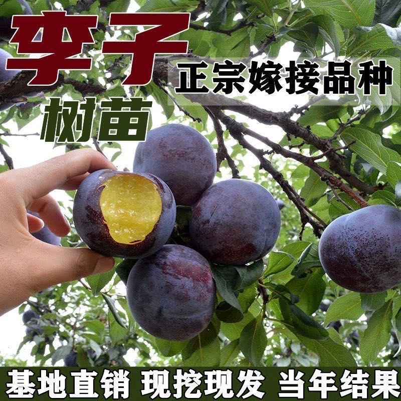 李子树苗嫁接蜂糖脱骨无核李子苗南北方盆栽地栽当年结果树苗大全