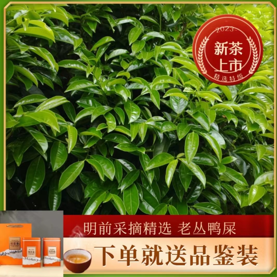 凤凰单丛茶头春山顶采摘【鸭屎香】奶花香味醇和回甘