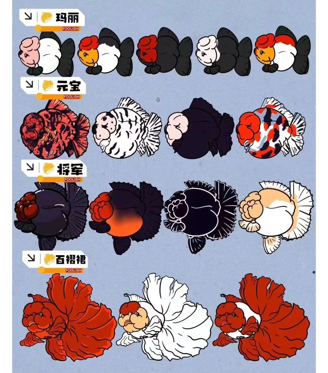 兰寿金鱼广温淡水鱼