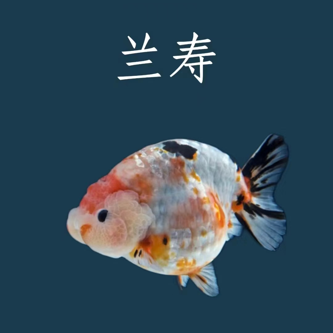 兰寿泰狮金鱼广温淡水鱼（300-399号）