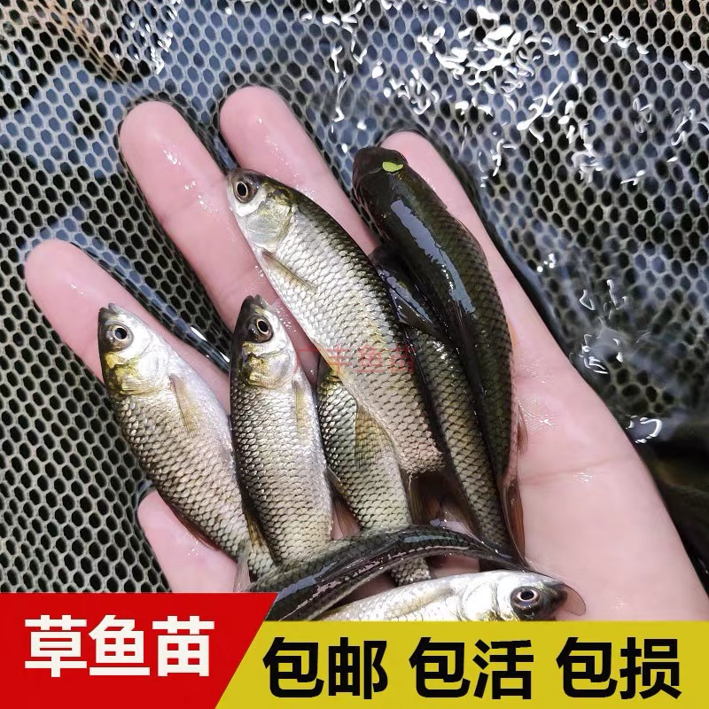 草鱼苗草混子淡水养殖观赏鱼冷水鱼