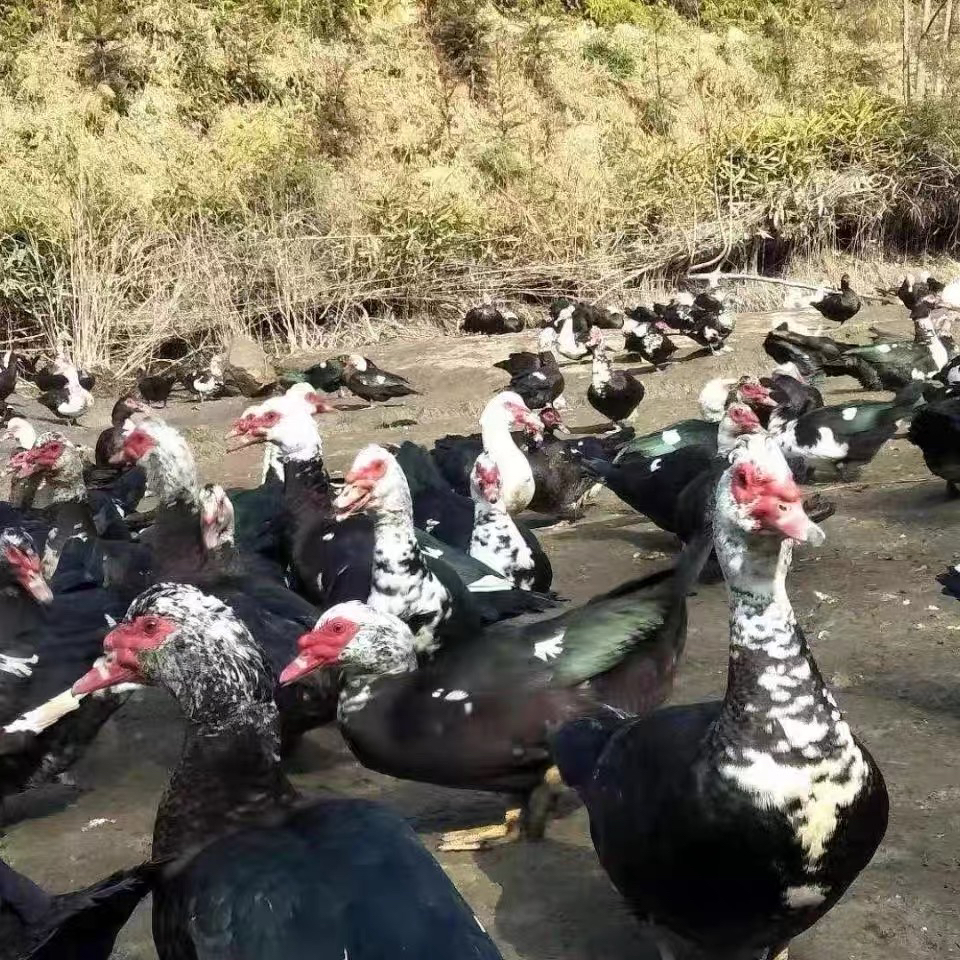 2～2.5斤番鸭鸳鸯鸭顺丰包邮