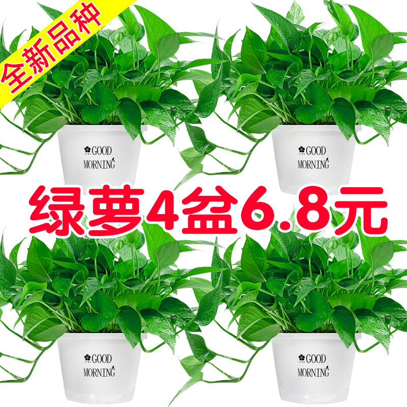 大绿萝盆栽室内好养吸除甲醛水培植物绿植花卉大叶大盆绿箩