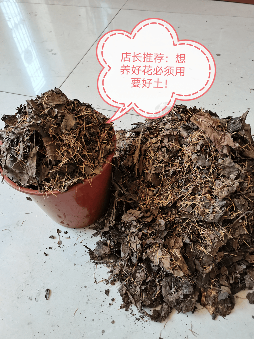 君子兰精品专用腐叶土