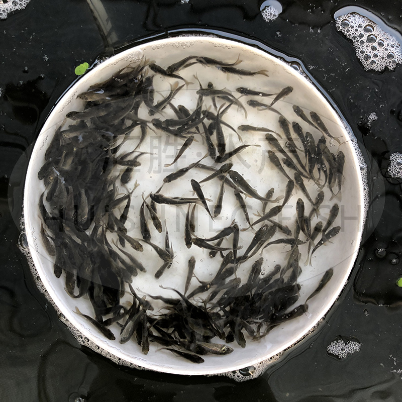 鲤鱼 建鲤 丰鲤 稻田鲤 淡水养殖 黑鲤鱼 饵料鱼 宠物鱼 水族活体