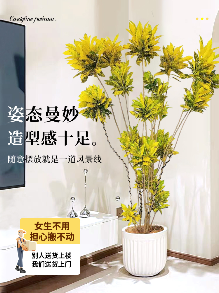 洒金榕变叶木绿植办公室内造型黄金榕树大型植物变色木好养活