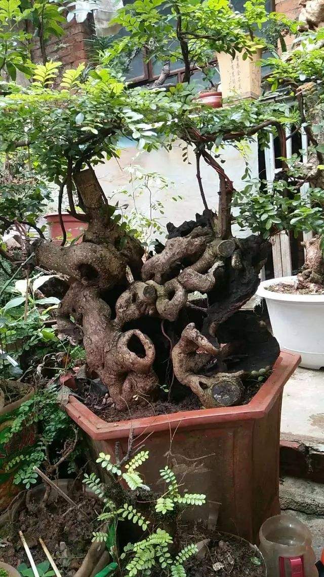 红牙清香木老桩素材