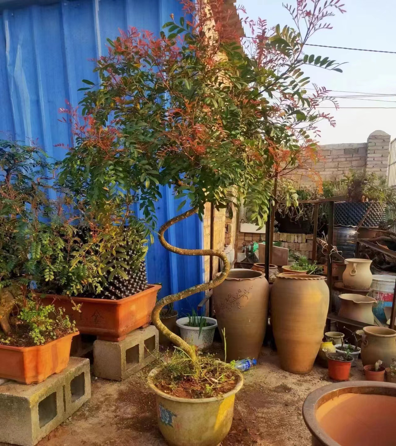 红牙清香木 黄杨木 铁马鞭 小石积