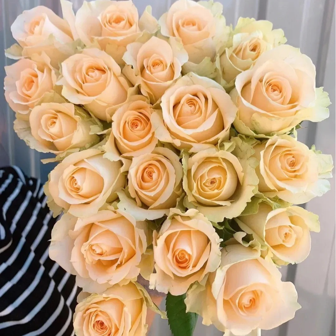 【蜜桃雪山】浓香灌木大花切花多季庭院阳台盆栽绿植花卉月季小苗