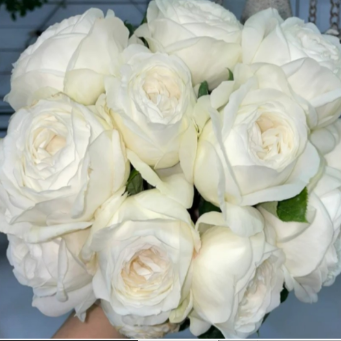 小苗婚礼之路 灌木切花浓香大花多季重复开花盆栽地载阳台苗