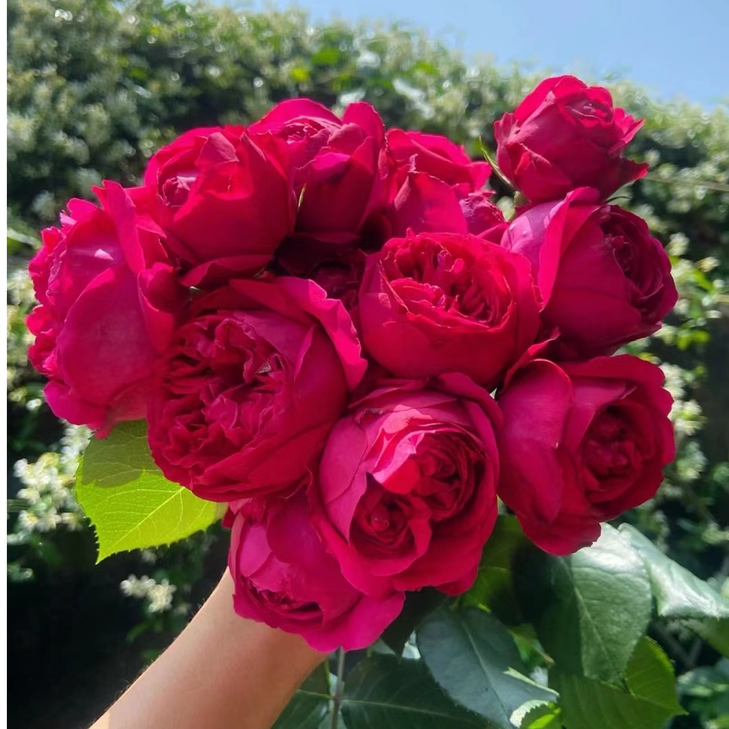 P18中大苗红色龙沙宝石藤本爬藤浓香月季花盆栽优选阳台可地栽苗