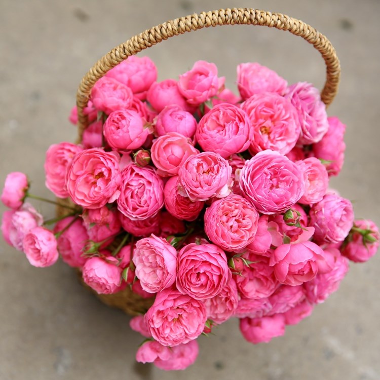 扦插苗藤本丰花月季花苗 艾拉绒球 开花可盆栽花卉蔷薇