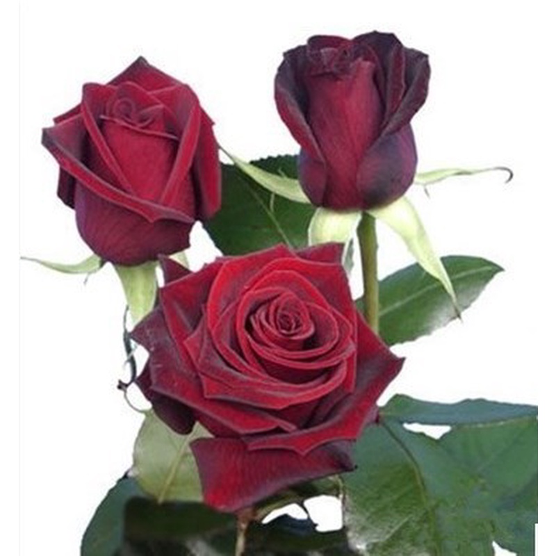 S18中大苗黑红大花月季黑魔术玫瑰淡香花苗多季开花庭院阳台盆栽