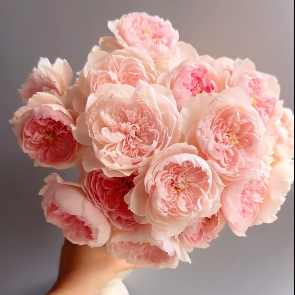 【家书】灌木中香大花多季丰花勤花切花阳台庭院盆栽地载月季扦插苗