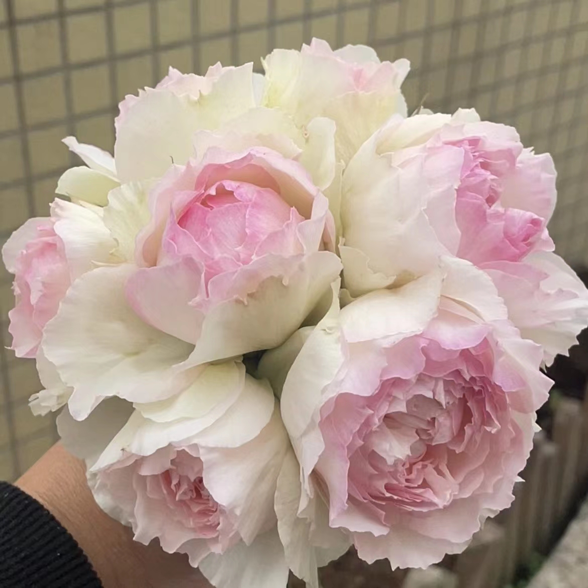 真品月季扦插婚礼盒月季楼顶别墅花园庭院四季阳台花卉浓香花小苗