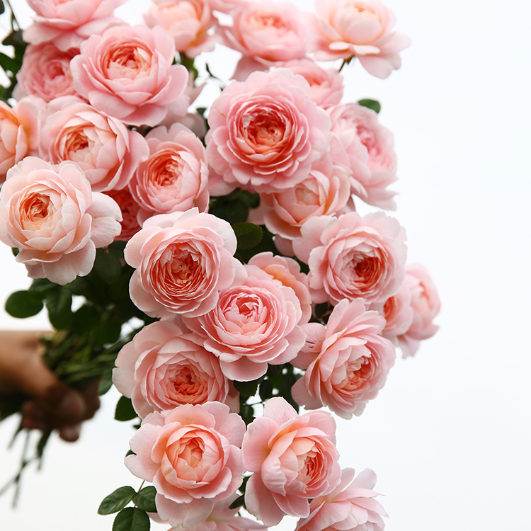 月季小苗瑞典女王大花庭院阳台盆栽绿植地栽花卉多季开花灌木花苗