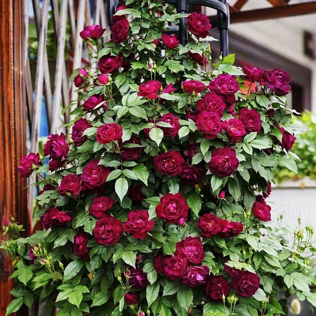 雀之舞藤本丰花勤花耐开耐晒新手庭院地载爬藤爬墙扦插月季小苗